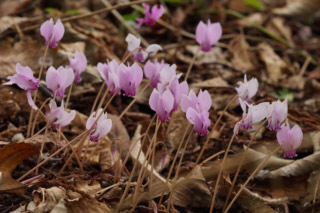 Cyclamen hederifoliumC. neapolitanum bestellen